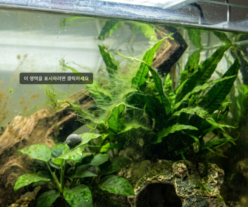 어항 이끼